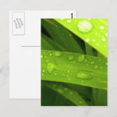 Wassertropfen auf Blätter Postkarte (Vorne/Hinten)