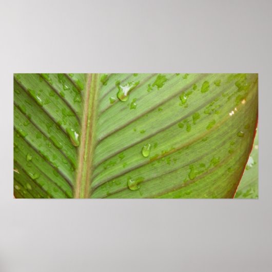 Wassertropfen auf dem Foto des Leaf Poster (Vorne)