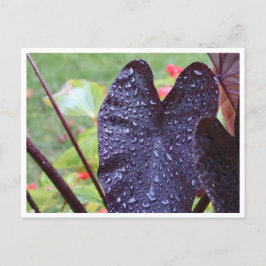 Wassertropfen auf dunkler Blatt-Botanik-Postkarte Postkarte
