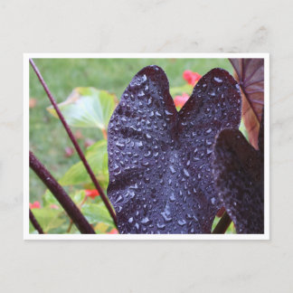 Wassertropfen auf dunkler Blatt-Botanik-Postkarte Postkarte