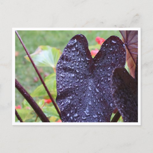 Wassertropfen auf dunkler Blatt-Botanik-Postkarte Postkarte (Vorderseite)