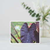 Wassertropfen auf dunkler Blatt-Botanik-Postkarte Postkarte (Stehend Vorderseite)