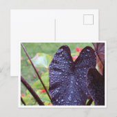 Wassertropfen auf dunkler Blatt-Botanik-Postkarte Postkarte (Vorne/Hinten)