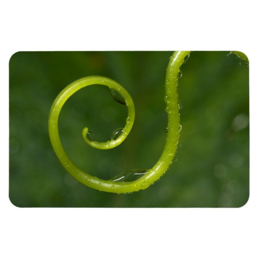 Wassertropfen auf einem Wein Magnet (Horizontal)