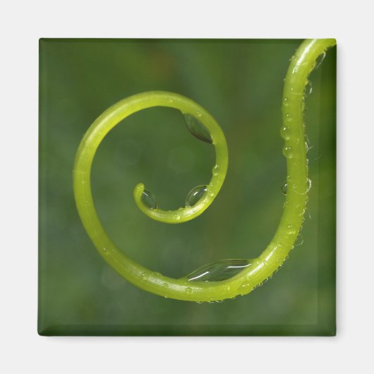 Wassertropfen auf einem Wein Magnet (Vorne)