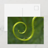 Wassertropfen auf einem Wein Postkarte (Vorne/Hinten)