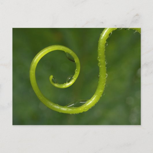 Wassertropfen auf einem Wein Postkarte (Vorderseite)