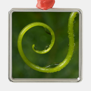 Wassertropfen auf einer Rebe Ornament Aus Metall