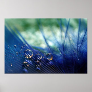 Wassertropfen auf Feather Poster