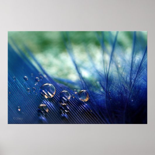 Wassertropfen auf Feather Poster (Vorne)