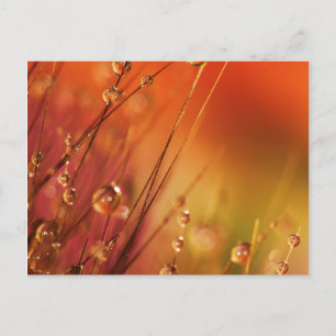 Wassertropfen auf Grasblättern farbenfrohe Natur Postkarte
