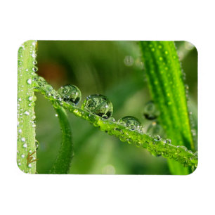 Wassertropfen auf grünem Gras Üppig, Friedlich, Na Magnet