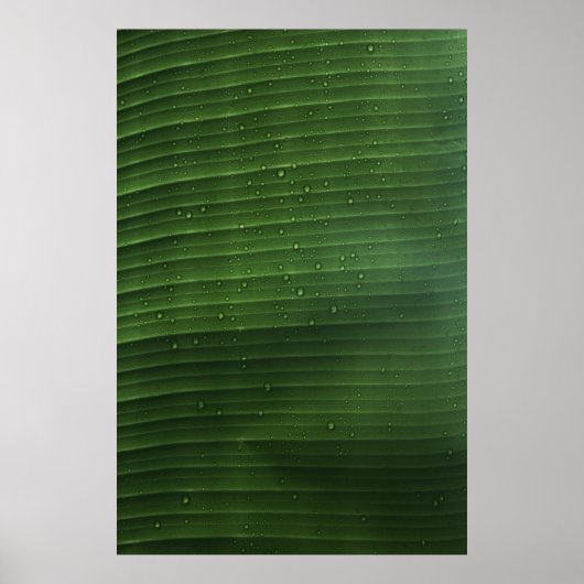 Wassertropfen auf grünem Laub Poster (Vorne)