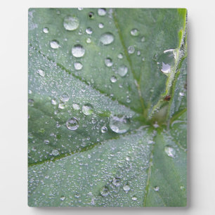 Wassertropfen auf Grüngrauem Blattzentrum Fotoplatte