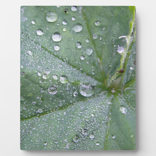 Wassertropfen auf Grüngrauem Blattzentrum Fotoplatte (Vorderseite)