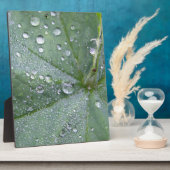 Wassertropfen auf Grüngrauem Blattzentrum Fotoplatte (Seite)