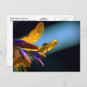 Wassertropfen auf Petalen Postkarte (Vorne/Hinten)