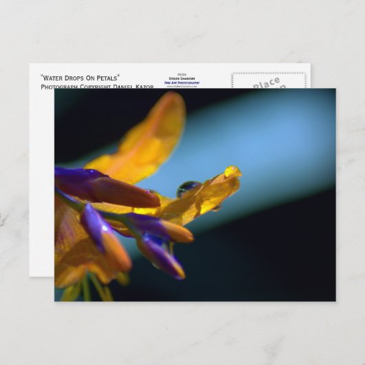 Wassertropfen auf Petalen Postkarte (Vorne/Hinten)