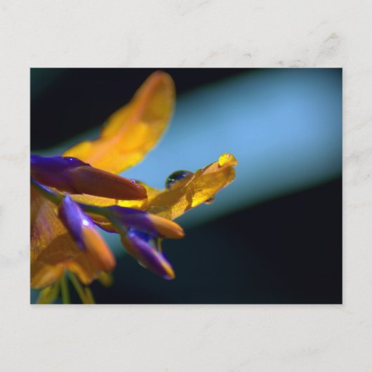 Wassertropfen auf Petalen Postkarte (Vorderseite)