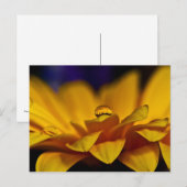 Wassertropfen mit Reflektion von Gerbera Daisy Postkarte (Vorne/Hinten)