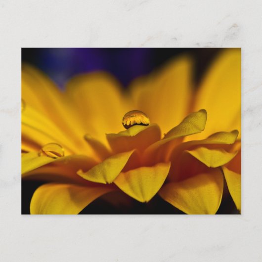 Wassertropfen mit Reflektion von Gerbera Daisy Postkarte (Vorderseite)