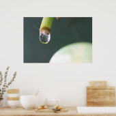 Wassertropfenplakette Poster (Küche)