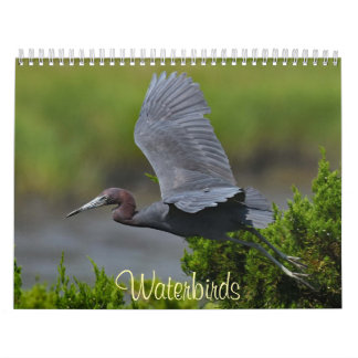 Wasservögel 4 kalender