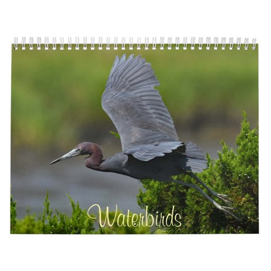 Wasservögel 4 kalender (Titelbild)