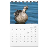 Wasservögel aus Südkalifornien von Kelly Nine Kalender (Jan 2026)