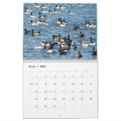 Wasservögel des atlantischen Flyway Kalender (Mär 2026)
