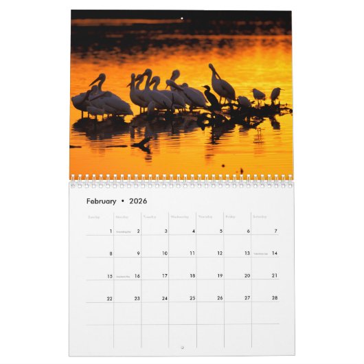 Wasservögel Kalender (Feb 2026)