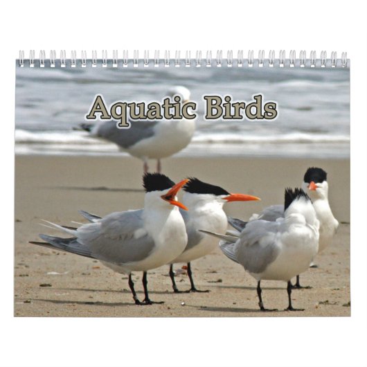 Wasservögel Kalender (Titelbild)