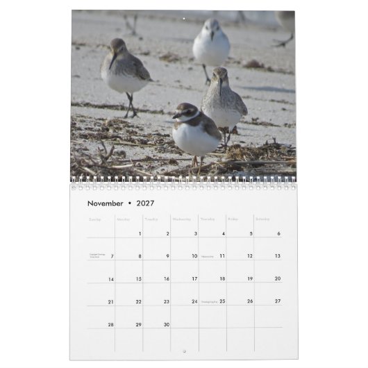 Wasservögel Kalender (Nov 2027)