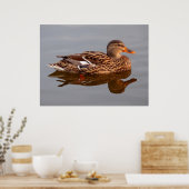 Wasservögel Poster (Küche)