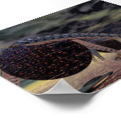 Wasserwelt3 Poster (Ecke)