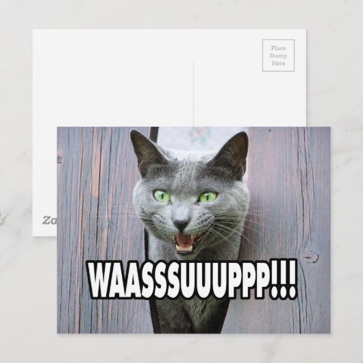 WASSUP - Cat Meme Postkarte (Vorne/Hinten)