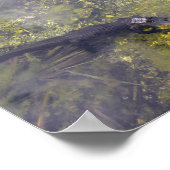 Watchful Alligators in Florida Keys Poster (Ecke)