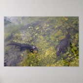 Watchful Alligators in Florida Keys Poster (Vorne)