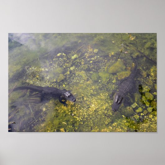 Watchful Alligators in Florida Keys Poster (Vorne)