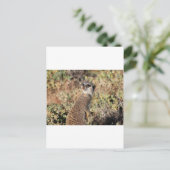Watchful meerkat postkarte (Stehend Vorderseite)