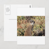 Watchful meerkat postkarte (Vorne/Hinten)