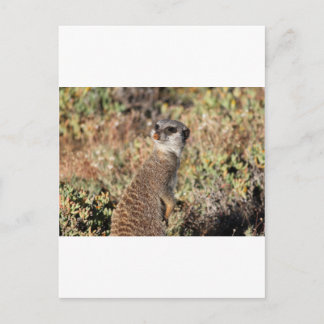 Watchful meerkat postkarte