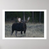 Watchful Moose Poster (Vorne)