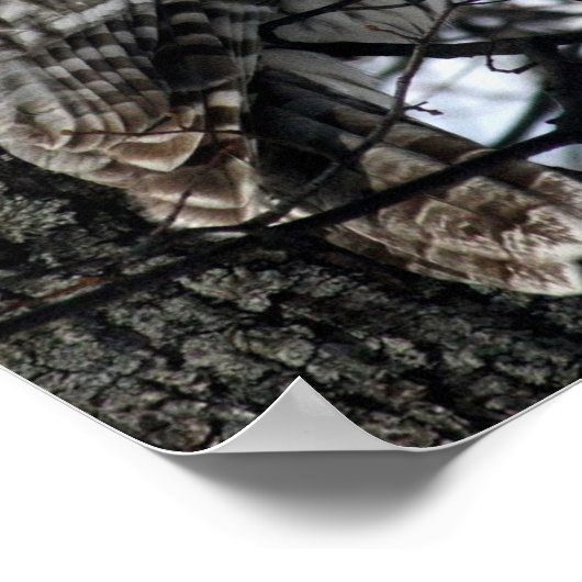 Watchful Owl Poster (Ecke)