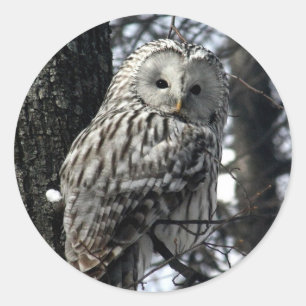 Watchful Owl Runder Aufkleber