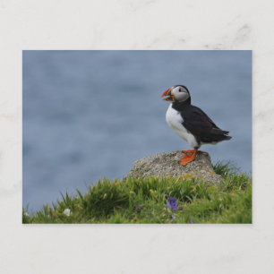 Watchful Puffin Postkarte