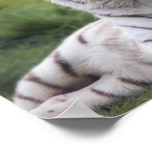 Watchful White Tiger Poster (Ecke)