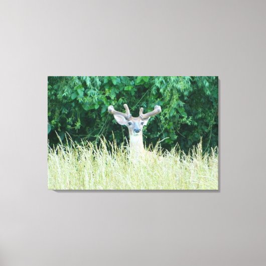 Watchful Whitetail Deer (Sommer) Canvas Print Leinwanddruck (Vorderseite)