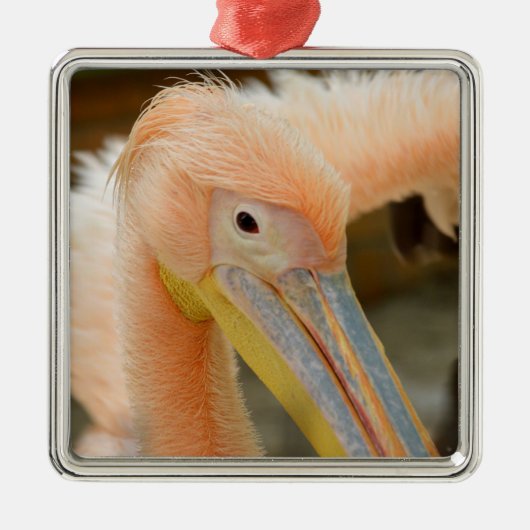 Watching You Pelican Ornament (Vorne)