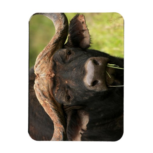 Water Buffalo Flexible Magnet (Vertikal)